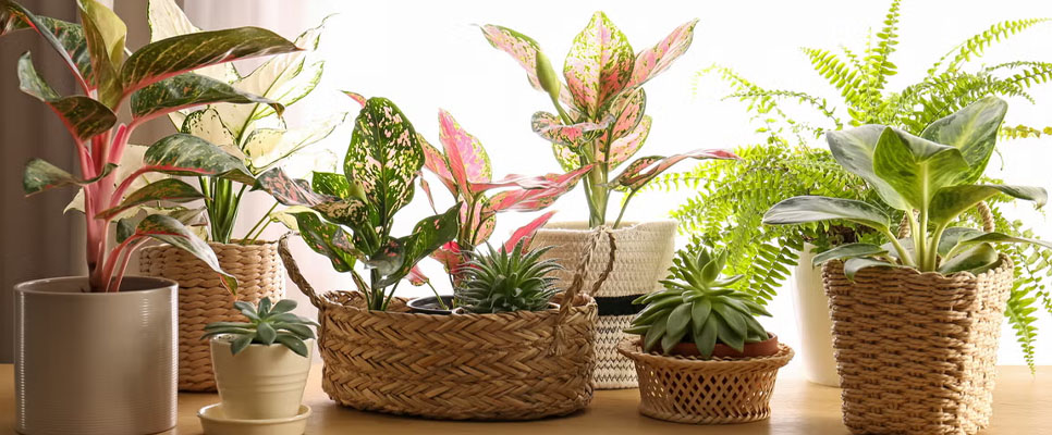 _0040_Top 5 Indoor Plants to Breathe Life Into Your Home in 2025